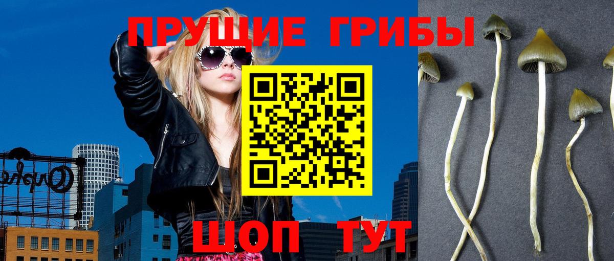 Галлюциногенные грибы Psilocybine cubensis  Вход с VPN  Каменск-Шахтинский 
